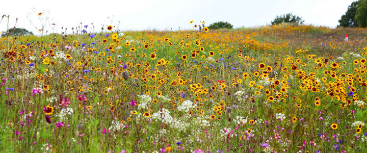 wildflower_field